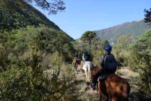 Caballos Sarvisé - Spain