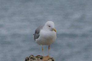 Rocher de la Vierge - France