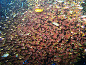 Satil, Eilat - Israel