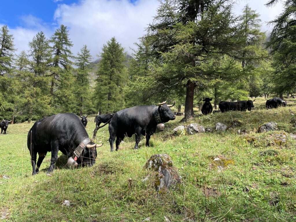 Val Ferret - Switzerland