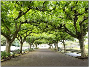 Igreja Paroquial de Criação Velha Pico