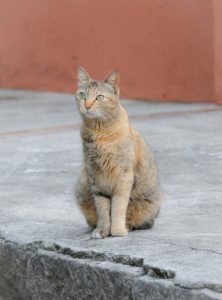 Rio de Janeiro - Brazil